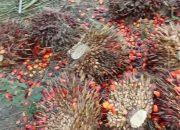 TBS Restan Menumpuk di Afdeling III Kebun Bukit Lima, Kinerja Manajemen Regional II Jadi Sorotan