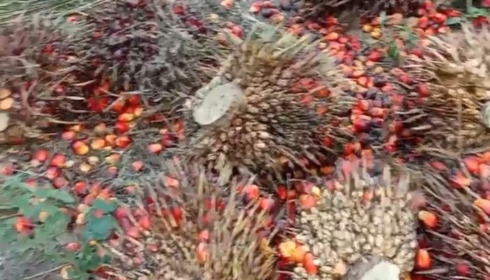 TBS Restan Menumpuk di Afdeling III Kebun Bukit Lima, Kinerja Manajemen Regional II Jadi Sorotan