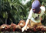 Dirut PTPN IV PalmCo Diminta Evaluasi Manajemen Kebun Bukit Lima Usai Dugaan Pencurian TBS Massal