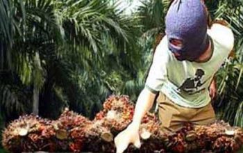 Dirut PTPN IV PalmCo Diminta Evaluasi Manajemen Kebun Bukit Lima Usai Dugaan Pencurian TBS Massal