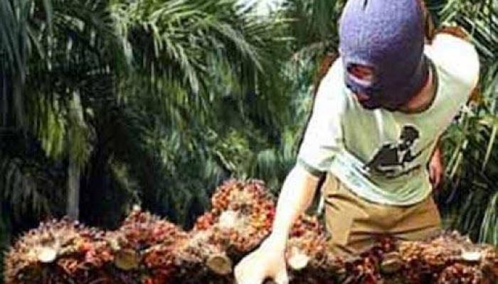 Dirut PTPN IV PalmCo Diminta Evaluasi Manajemen Kebun Bukit Lima Usai Dugaan Pencurian TBS Massal