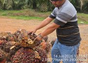 Sorotan terhadap Operasional Kebun Bukit Lima, Publik Desak Manajemen PTPN IV Regional II Berikan Klarifikasi