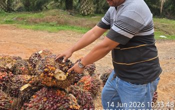 Sorotan terhadap Operasional Kebun Bukit Lima, Publik Desak Manajemen PTPN IV Regional II Berikan Klarifikasi
