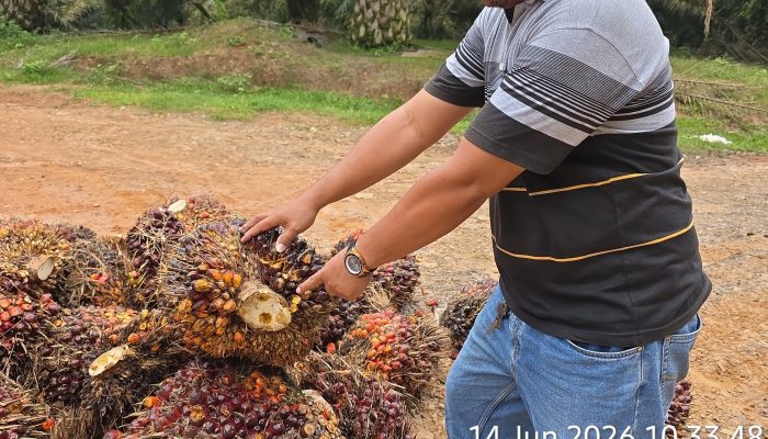 Sorotan terhadap Operasional Kebun Bukit Lima, Publik Desak Manajemen PTPN IV Regional II Berikan Klarifikasi